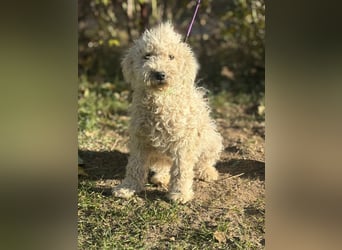 Só - Hündin will einen warmen Winter haben!