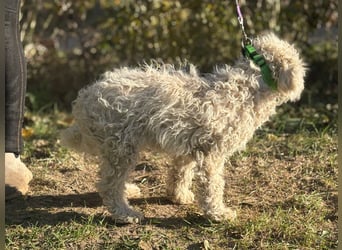 Só - Hündin will einen warmen Winter haben!