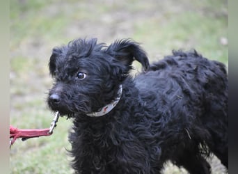 leine liebe Puli-Mischlingshündin "Baboca", ca. Januar 2023 geboren, sucht ein Zuhause