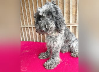 OZZY mit den traurigen Augen - 9 Jahre, 40cm/14kg - Puli-Mix