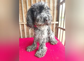 OZZY mit den traurigen Augen - 9 Jahre, 40cm/14kg - Puli-Mix