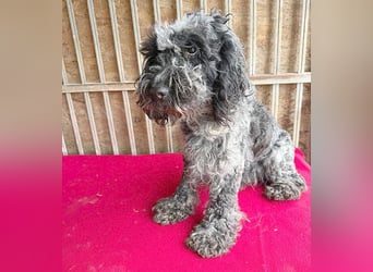 OZZY mit den traurigen Augen - 9 Jahre, 40cm/14kg - Puli-Mix