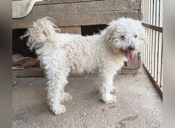 liebebedürftiger SAMU - 11 Jahre, 40cm/14kg - Puli-Mix