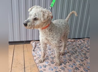 ❤️❤️❤️ RAFFYS letzte Chance - 12 Jahre, 40cm - Puli-Mischling