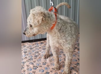 ❤️❤️❤️ RAFFYS letzte Chance - 12 Jahre, 40cm - Puli-Mischling