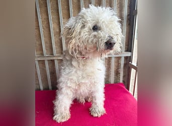 liebebedürftiger SAMU - 11 Jahre, 40cm/14kg - Puli-Mix