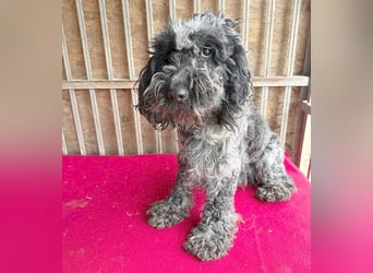 OZZY mit den traurigen Augen - 9 Jahre, 40cm/14kg - Puli-Mix