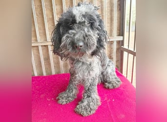 OZZY mit den traurigen Augen - 9 Jahre, 40cm/14kg - Puli-Mix