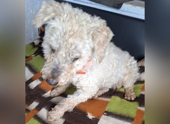 ❤️❤️❤️ RAFFYS letzte Chance - 12 Jahre, 40cm - Puli-Mischling