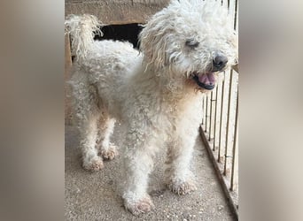 liebebedürftiger SAMU - 11 Jahre, 40cm/14kg - Puli-Mix