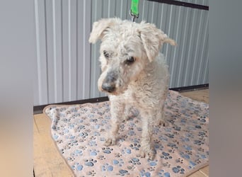 ❤️❤️❤️ RAFFYS letzte Chance - 12 Jahre, 40cm - Puli-Mischling