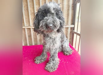 OZZY mit den traurigen Augen - 9 Jahre, 40cm/14kg - Puli-Mix
