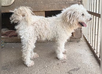 liebebedürftiger SAMU - 11 Jahre, 40cm/14kg - Puli-Mix