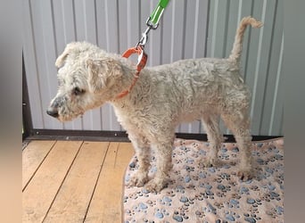 ❤️❤️❤️ RAFFYS letzte Chance - 12 Jahre, 40cm - Puli-Mischling