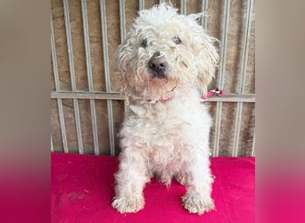 liebebedürftiger SAMU - 11 Jahre, 40cm/14kg - Puli-Mix