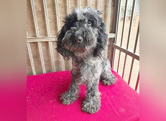 OZZY mit den traurigen Augen - 9 Jahre, 40cm/14kg - Puli-Mix