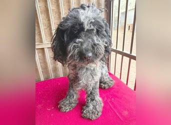 OZZY mit den traurigen Augen - 9 Jahre, 40cm/14kg - Puli-Mix