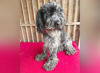 OZZY mit den traurigen Augen - 9 Jahre, 40cm/14kg - Puli-Mix