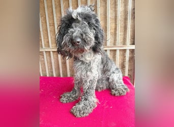 OZZY mit den traurigen Augen - 9 Jahre, 40cm/14kg - Puli-Mix