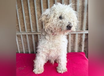 liebebedürftiger SAMU - 11 Jahre, 40cm/14kg - Puli-Mix