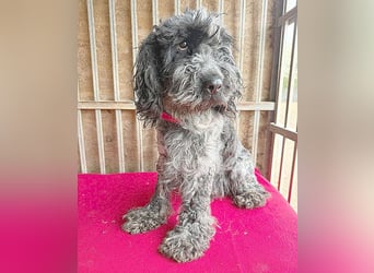 OZZY mit den traurigen Augen - 9 Jahre, 40cm/14kg - Puli-Mix