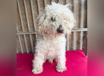 liebebedürftiger SAMU - 11 Jahre, 40cm/14kg - Puli-Mix