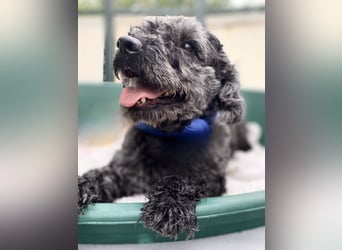 Flocki- kleiner Puli-Mix, 6 Jahre alt, verschmust