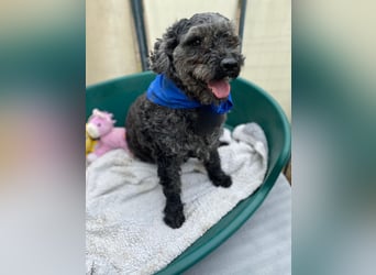 Flocki- kleiner Puli-Mix, 6 Jahre alt, verschmust