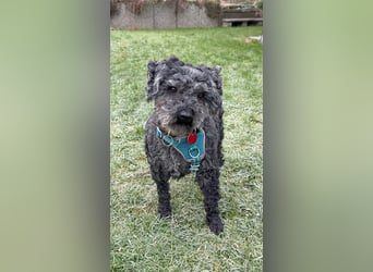 Flocki- kleiner Puli-Mix, 6 Jahre alt, verschmust