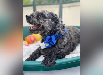 Flocki- kleiner Puli-Mix, 6 Jahre alt, verschmust