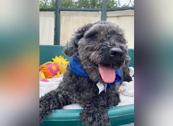 Flocki- kleiner Puli-Mix, 6 Jahre alt, verschmust