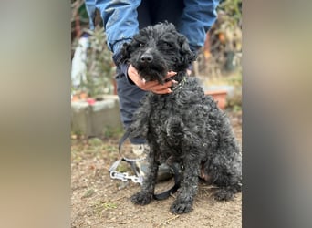 CSENDIKE (KK) – liebevolle Hundedame sucht ihr Glück