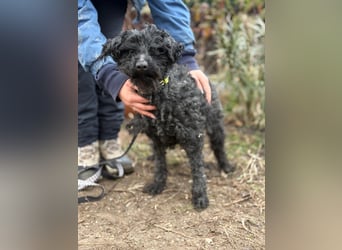 CSENDIKE (KK) – liebevolle Hundedame sucht ihr Glück