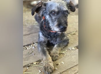 Nyx LM - Misstrauischer Einzelgänger sucht Menschen mit Erfahrung und Herz