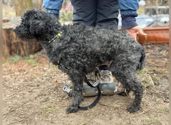 CSENDIKE (KK) – liebevolle Hundedame sucht ihr Glück