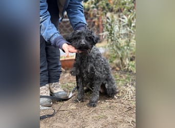 CSENDIKE (KK) – liebevolle Hundedame sucht ihr Glück