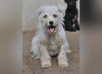 Flake liebt es, mittendrin zu sein