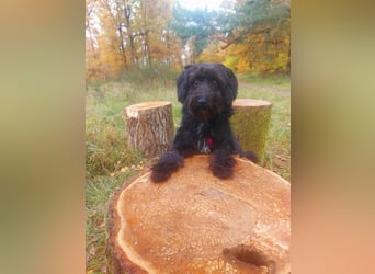 Rogella ist eine richtige Frohnatur (12621 Berlin)