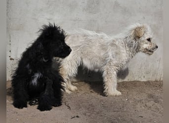 Flake liebt es, mittendrin zu sein