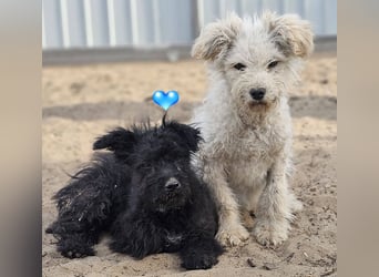 Flohkus entdeckt mit Begeisterung Neues