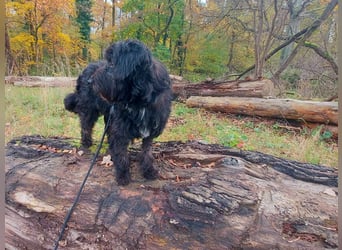 Rogella ist eine richtige Frohnatur (12621 Berlin)