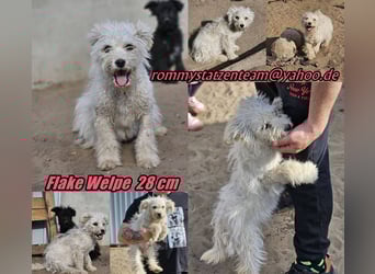 Flake liebt es, mittendrin zu sein