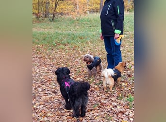 Rogella ist eine richtige Frohnatur (12621 Berlin)