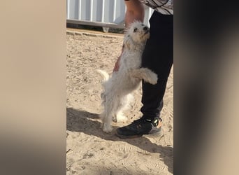 Flake liebt es, mittendrin zu sein