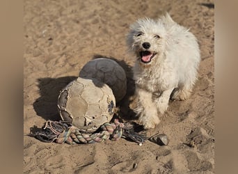 Flake liebt es, mittendrin zu sein