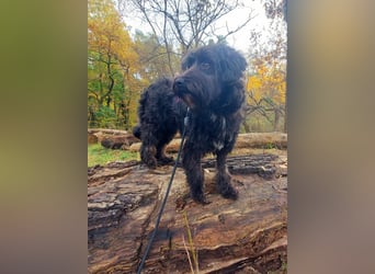 Rogella ist eine richtige Frohnatur (12621 Berlin)