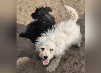 Flake liebt es, mittendrin zu sein