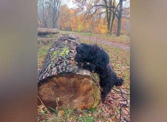 Rogella ist eine richtige Frohnatur (12621 Berlin)