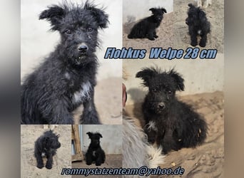 Flohkus entdeckt mit Begeisterung Neues