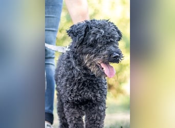 Emma, fröhliche Puli/Pumimixhündin, ca. 3 Jahre, ca. 40 cm, ca. 12 kg *in 47198 Duisburg*